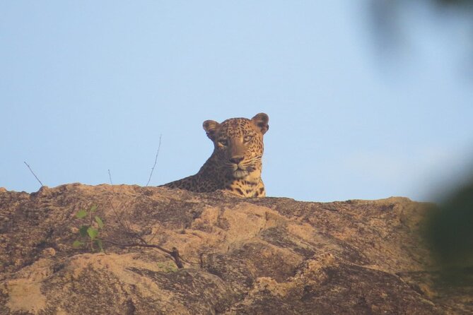 Explore Beauty Of Yala (Ruhuna) National Park From South Coast in One Day. - Traveler Reviews and Recommendations