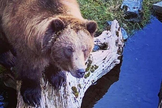 Explore Beyond the Dock: Unforgettable Private Tour in Sitka - Inclusions