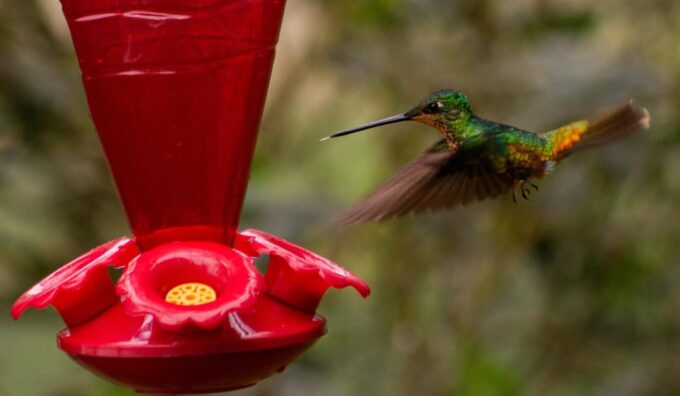 Explore Biodiversity in the Chicaque Forest Nature Reserve - Exploring Andean Ecosystems
