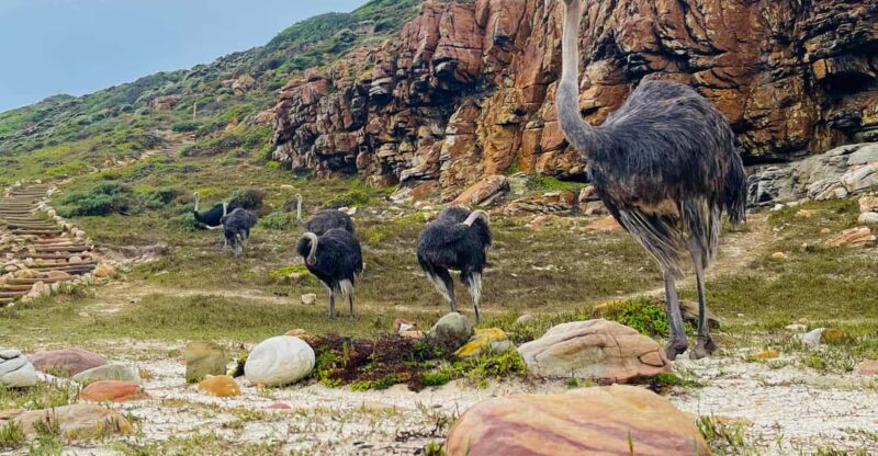 Explore Cape of Good Hope and Boulders Beach: Private Tour - Inclusions