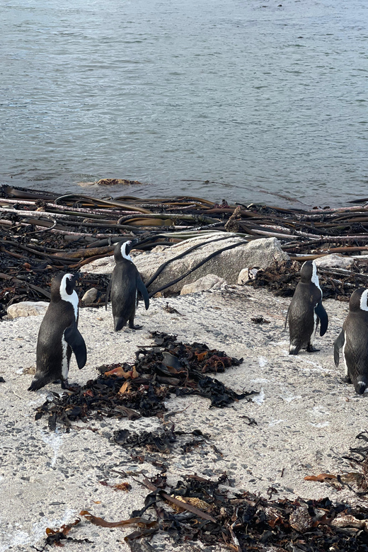 Explore Cape of Good Hope and Boulders Beach: Private Tour - Customer Reviews