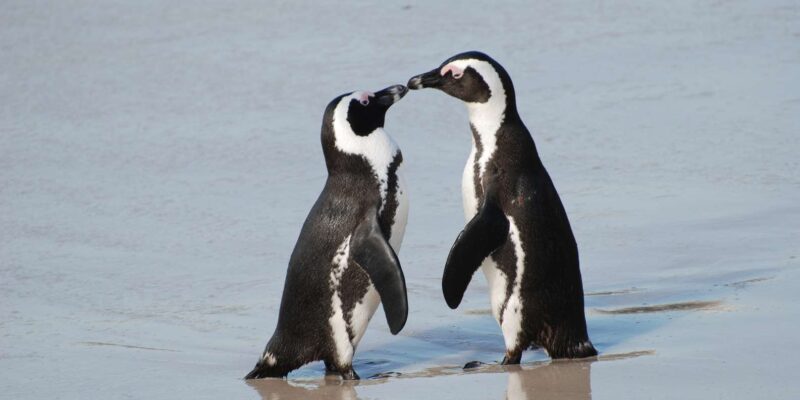 Explore: Cape of Good Hope and Penguins Full-Day Tour - Key Points
