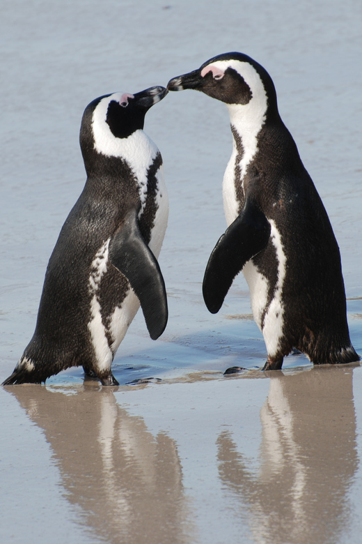 Explore: Cape of Good Hope and Penguins Full-Day Tour - Itinerary Highlights