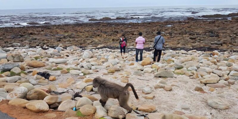 Explore: Cape of Good Hope and Penguins Full-Day Tour - Inclusions and Exclusions