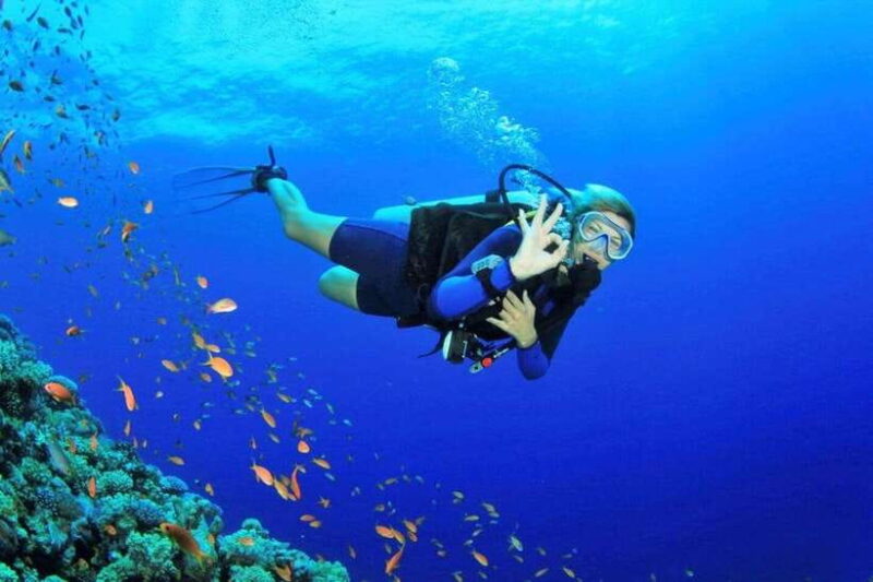 EXPLORE CHAM ISLAND AND DIVE TO OBSERVE CORAL. - Key Points