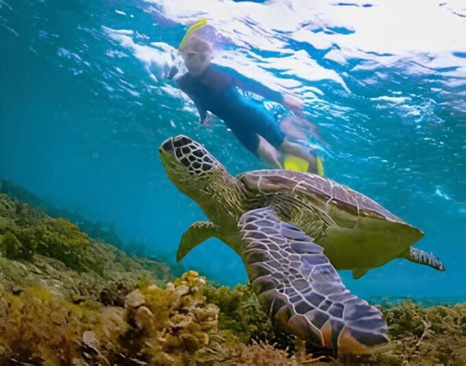 Explore Cham Island: Sightseeing and Snorkeling Adventure - Frequently Asked Questions