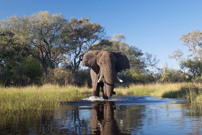 Explore Chobe National Park With a Day Trip From Victoria Falls - Recommendations for Visitors