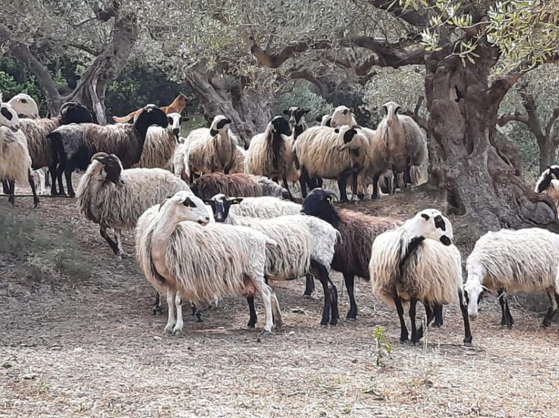 Explore Cretan Villages: Drapanias-Cherethiana-Potamida - Itinerary Highlights