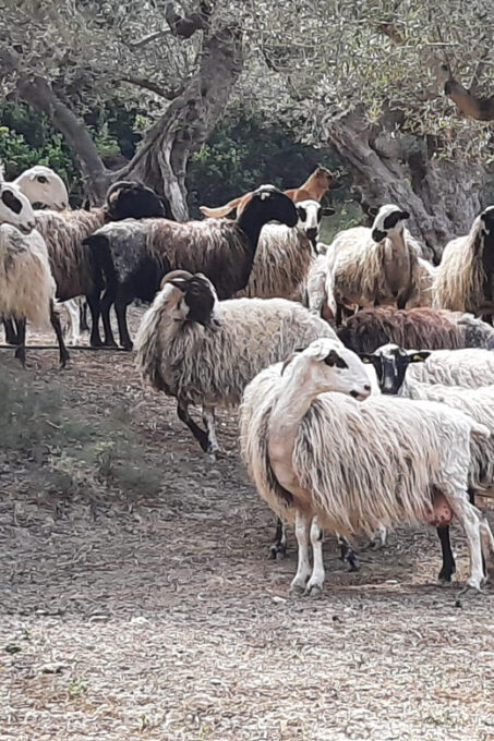 Explore Cretan Villages: Drapanias-Cherethiana-Potamida - Duration and Price