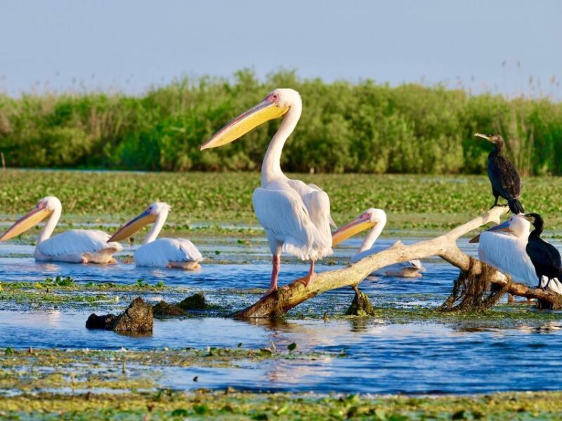 Explore Danube Delta and Black See in 2 Day Private Tour - Carol I Mosque