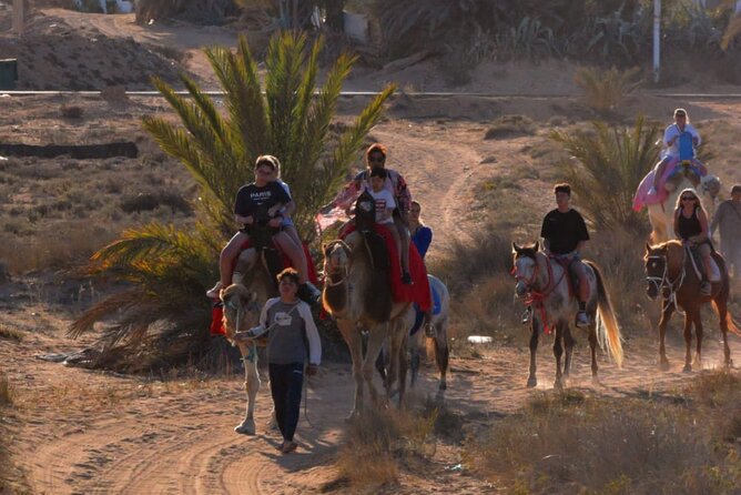 Explore Djerba With Our Four-Legged Friends - Activity Details