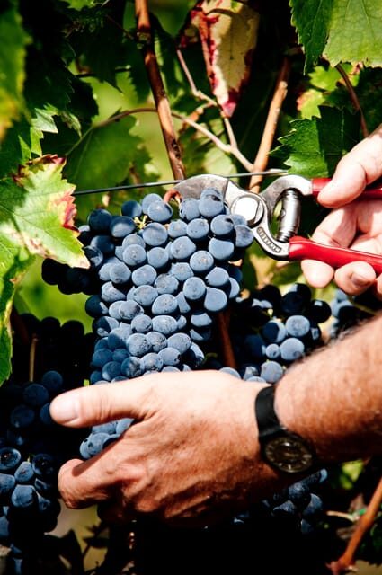 Explore Elegance: Savor 3 Exquisite Wines at Tenuta Bossi - Key Points