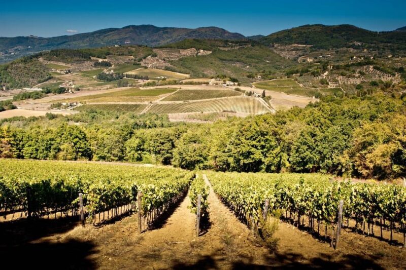Explore Elegance: Savor 3 Exquisite Wines at Tenuta Bossi - The Art of Wine Production