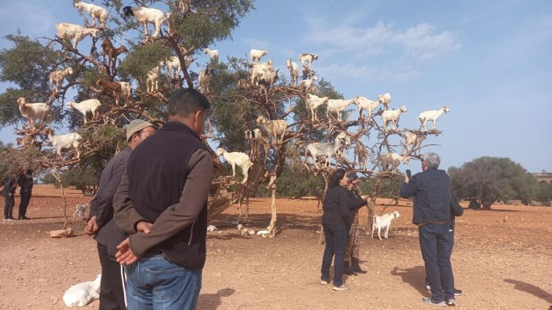Explore Essaouira and Berber Woman at Argan Cooperative - Key Points