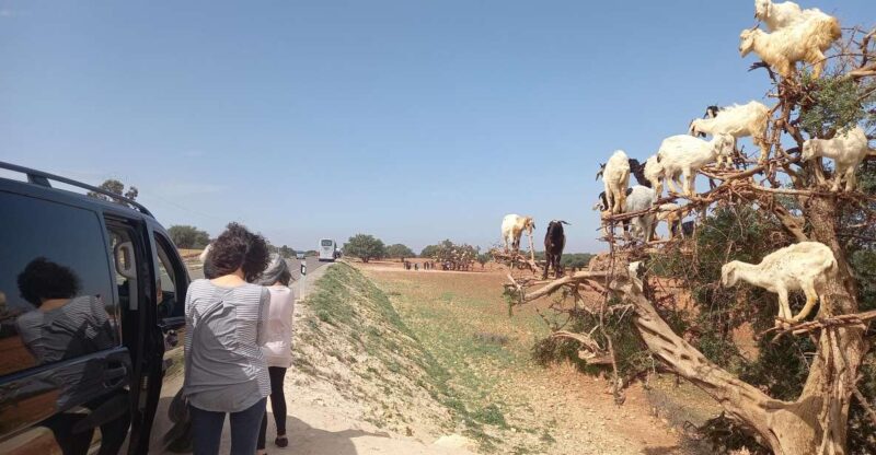 Explore Essaouira and Berber Woman at Argan Cooperative - Essaouiras Blue and White Medina