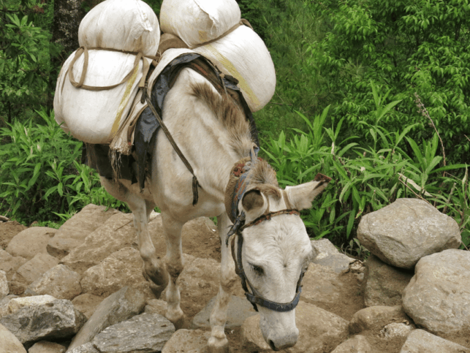 Explore Everest in 5 Days: Kathmandu to Namche Bazaar Trek - Day 5: Kathmandu Departure