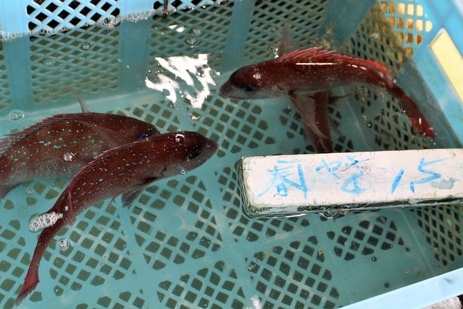 Explore Fishermen Island in Japan(Ise-Shima) - Pricing and Guarantee