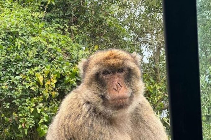 Explore Gibraltar With a Private Guide From Malaga. - Important Information