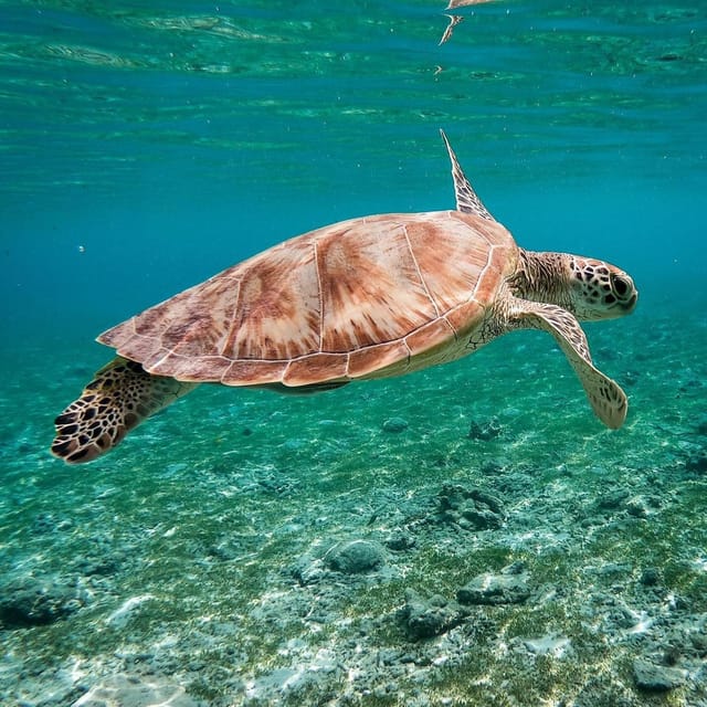 Explore Gili (Trawangan, Air & Meno) - Important Information