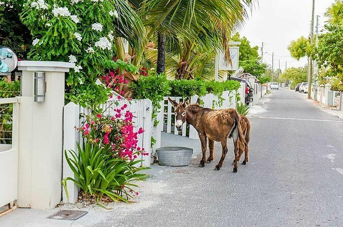 Explore Gorgeous Grand Turk: Self-Guided Audio Tour - Practical Tips for Making the Most of Your Tour