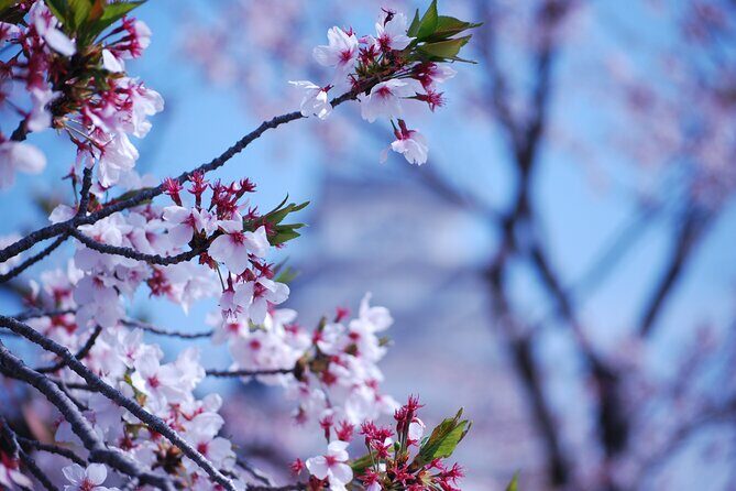 Explore Himeji Castle a Guided Walking Tour - Exploring Himeji Castle: A Closer Look
