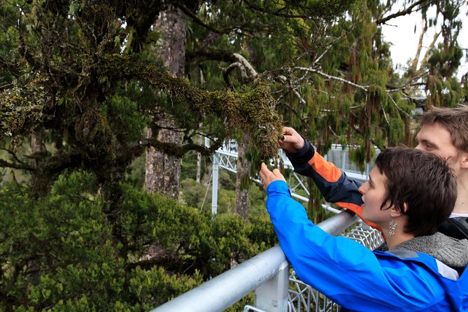 Explore Hokitika Gorge and Tree Top Walkway - Breathtaking Scenery