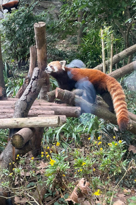 Explore Human History and Natural Sichuan 6 Days 5 Nights. - Frequently Asked Questions