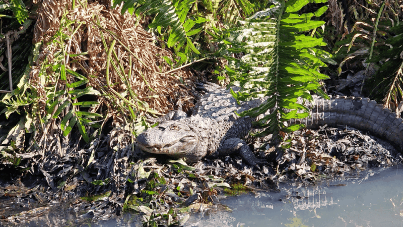 Explore Ilha Da Gigoia: an Island Adventure - Relax and Dine Options