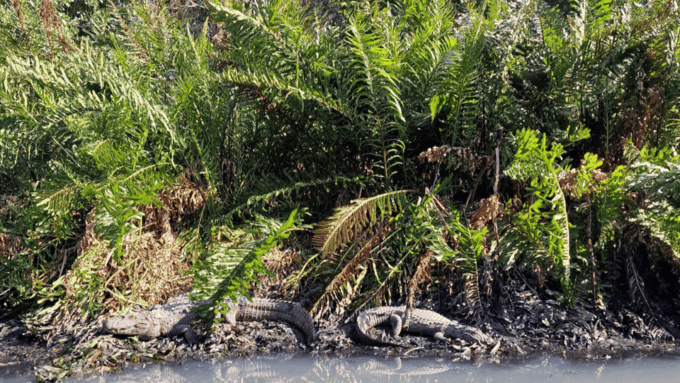 Explore Ilha Da Gigoia: an Island Adventure - Frequently Asked Questions