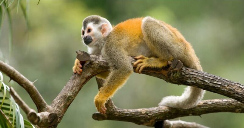 Explore Iquitos 3D/2N - Pricing