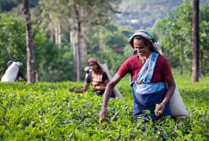 Explore Kandy, Pinnawala, and Tea Plantation From Kandy - Peradeniya Botanical Gardens