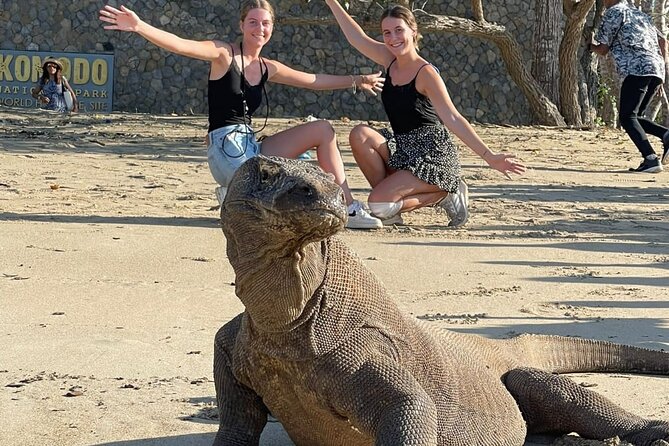 Explore Komodo and Swim With Whale Sharks - Key Points