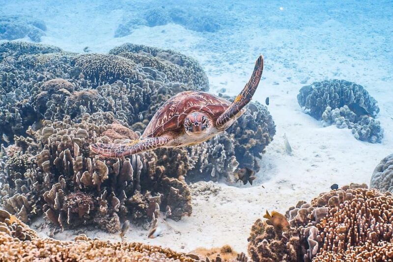 Explore Komodo Tour 3D/ 2N - Day 3 Itinerary