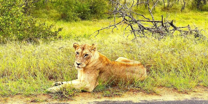 Explore Kruger Park & Sabi Sands for 4 Days & 3 Nights - Daily Itinerary
