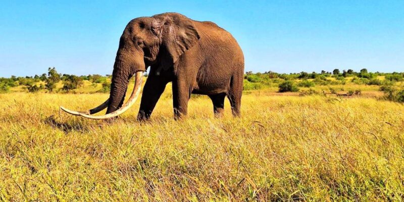 Explore Kruger Park & Sabi Sands for 4 Days & 3 Nights - Wildlife and Nature Experiences