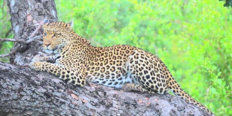 Explore Kruger Park & Sabi Sands for 4 Days & 3 Nights - Scenic Highlights