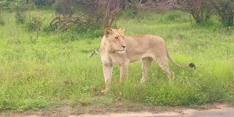 Explore Kruger Park & Sabi Sands for 4 Days & 3 Nights - Inclusions
