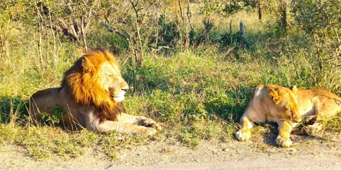 Explore Kruger Park & Sabi Sands for 4 Days & 3 Nights - Accommodation and Meals