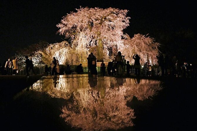 Explore Kyoto's 1,000-Year-Old Nighttime Cherry Blossoms! - Participant Information