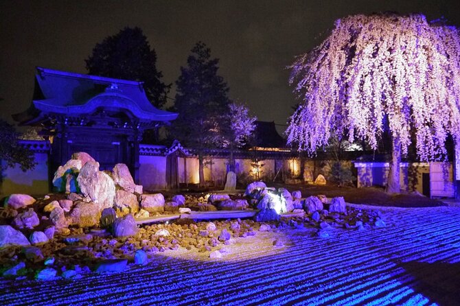 Explore Kyoto's 1,000-Year-Old Nighttime Cherry Blossoms! - Capturing the Essence of Kyoto