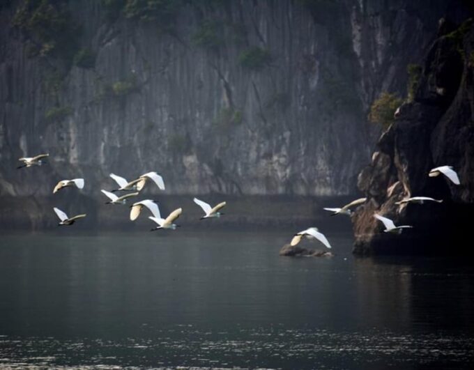 Explore Lan Ha Bay 2D1N With a Private Boat From Hanoi - Essential Information