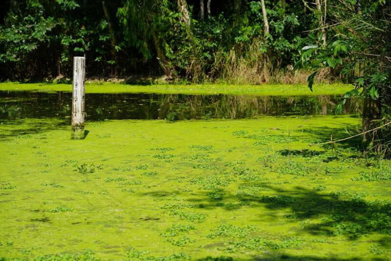 Explore Lung Ngoc Hoang in Hau Giang - Encounter Local Wildlife and Aquatic Species