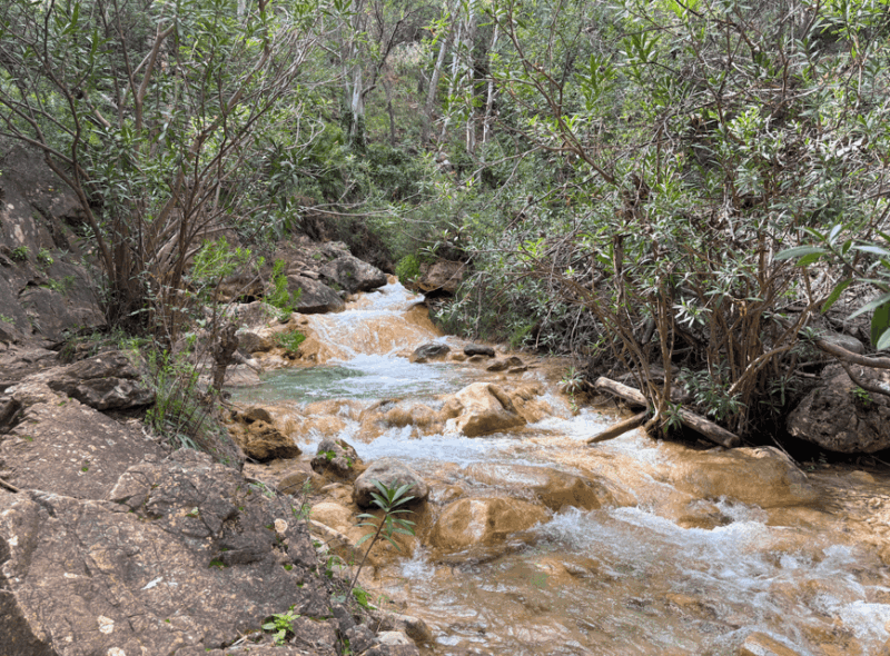 Explore Marbellas Nature: Guided Hiking And Foraging Trip - Itinerary and Highlights