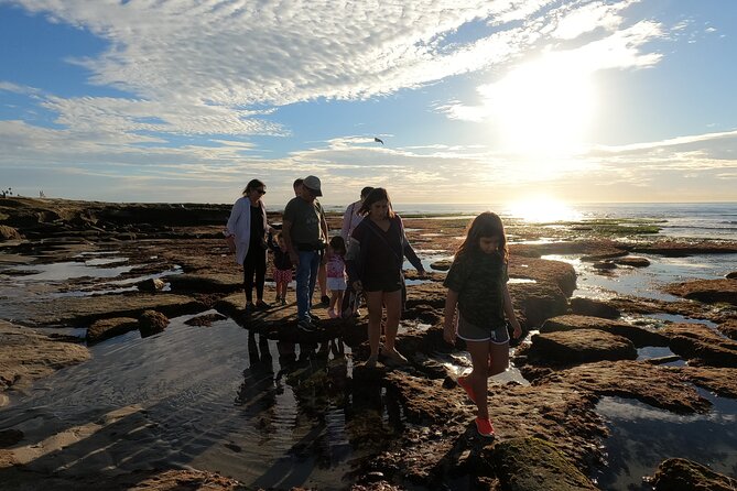 Explore Marine Life in San Diego Tide Pools - Key Points