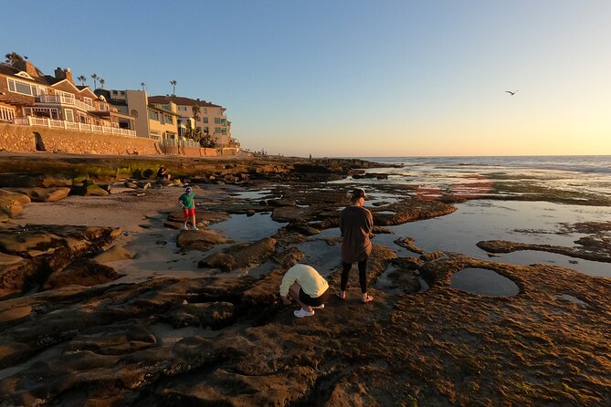 Explore Marine Life in San Diego Tide Pools - Accessibility and Participation