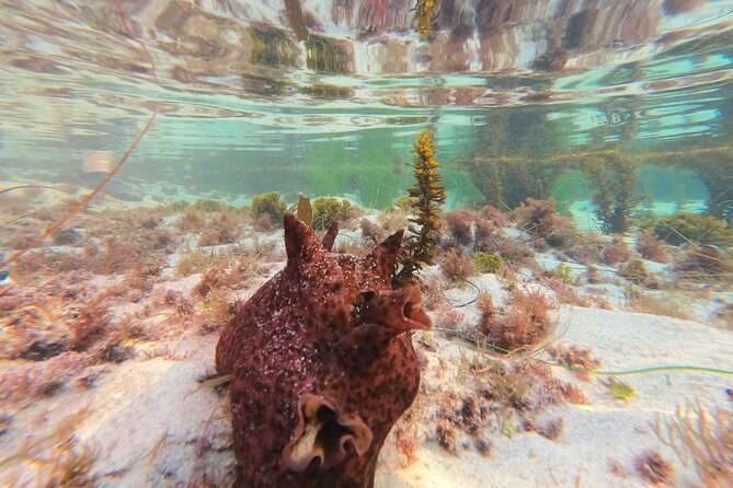 Explore Marine Life in San Diego Tide Pools - Positive Reviews