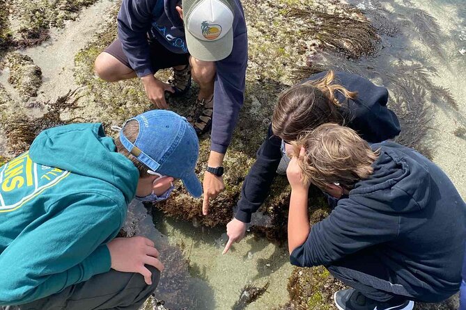 Explore Marine Life in San Diego Tide Pools - Engaging Kids