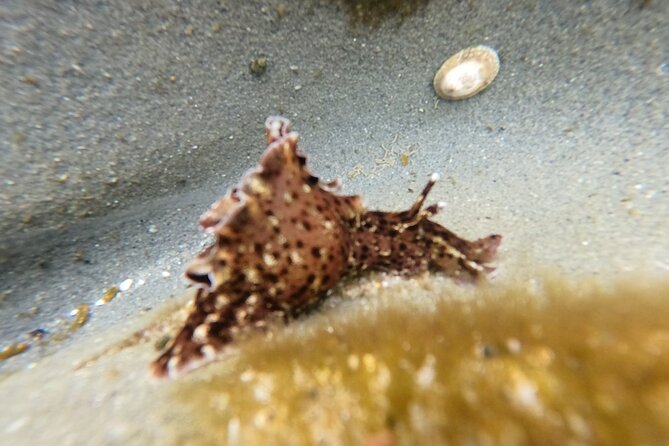 Explore Marine Life in San Diego Tide Pools - Educational Experiences