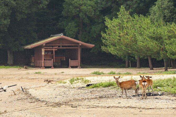 Explore Miyajima Sail From Miyahama Onsen - Participant Requirements