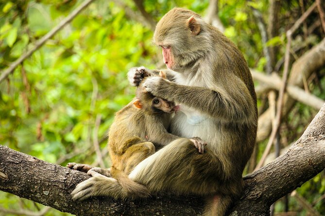 Explore Monkey Kingdom Review: A Unique Experience - Key Points